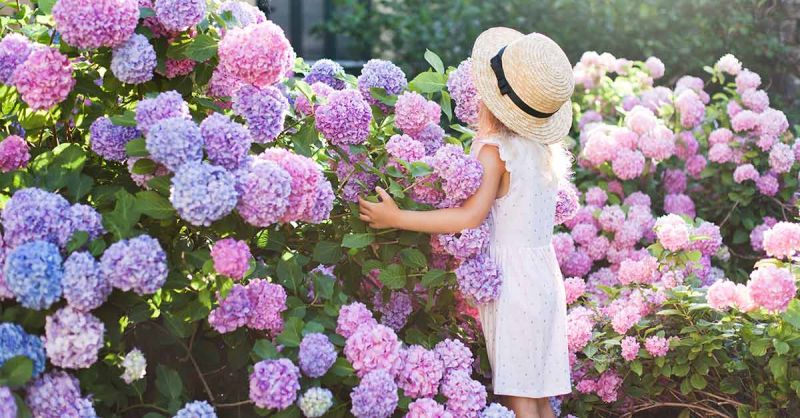 Cẩm tú cầu luôn là loài hoa được nhiều bạn trẻ yêu thích