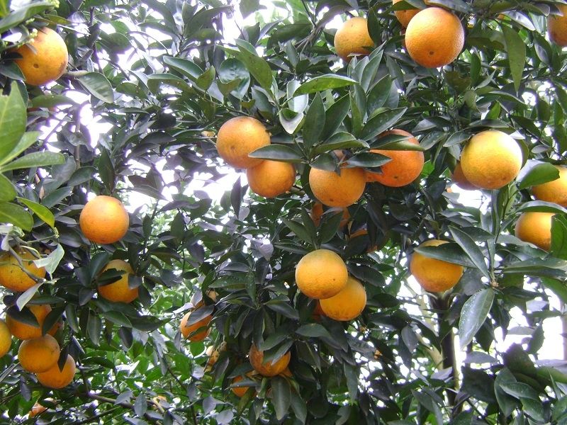 Cam xã Đoài
