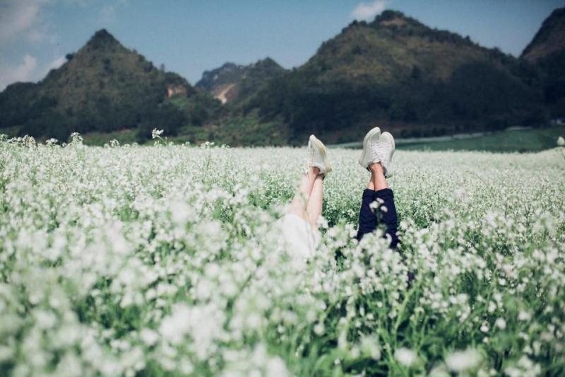 Cánh đồng hoa cải trắng  Đà Lạt