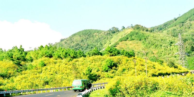 Cánh đồng hoa dã quỳ