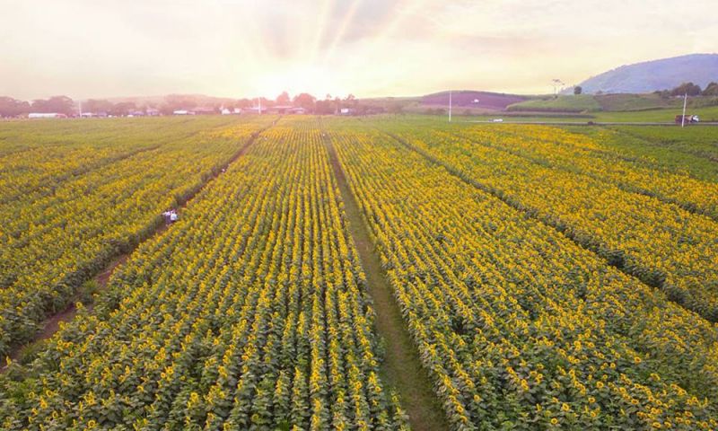 Cánh đồng hoa hướng dương