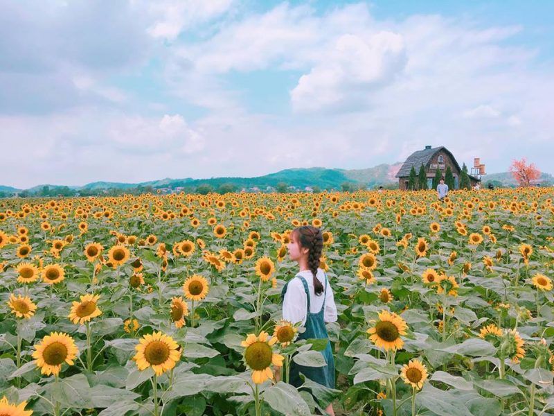 Em là hướng dương và cũng là mặt trời