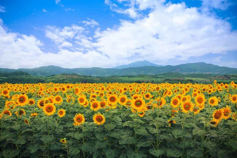Đi trong biển mặt trời