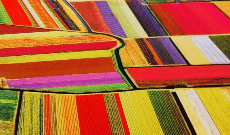 Cánh đồng hoa tulip Hà Lan
