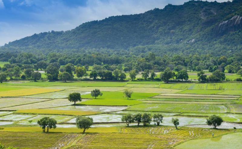 Làm ruộng