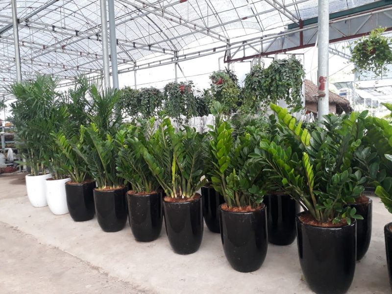 Cảnh quan xanh Thiện Lâm