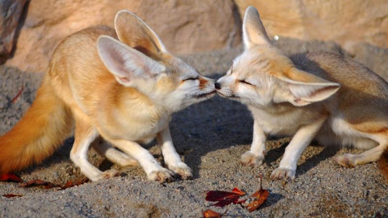 Cáo Fennec
