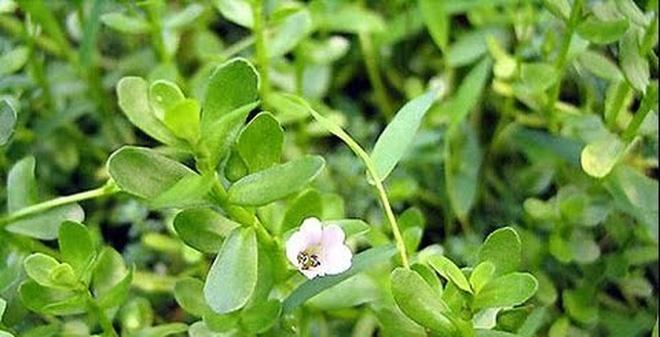 Biển súc