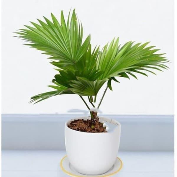 Cây cọ cảnh giúp loại bỏ độc tố bởi kim loại nặng trong không khí