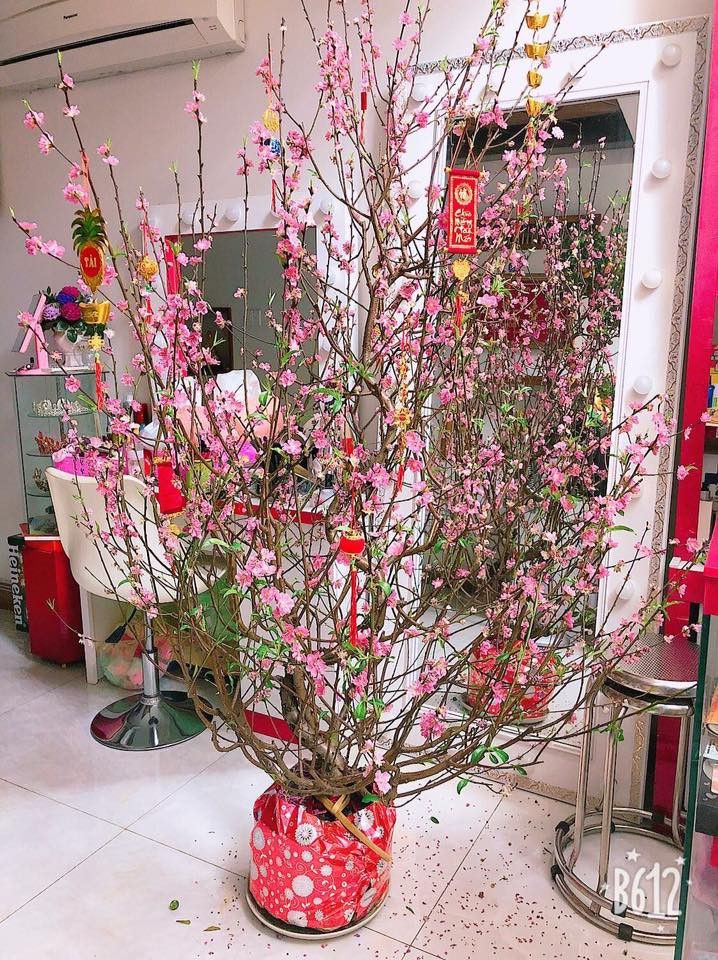 Bài văn tả cây đào vào dịp Tết đến, xuân về số  3