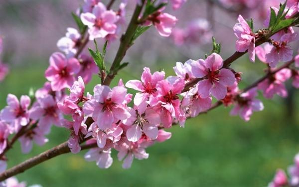 Bài văn tả cây đào vào dịp Tết đến, xuân về số  2