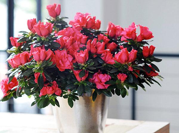 Hoa đỗ quyên mang đến luồng sinh khí mới cho gia chủ