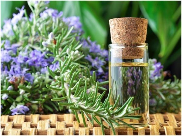 Cây hương thảo giúp thư giãn đầu óc