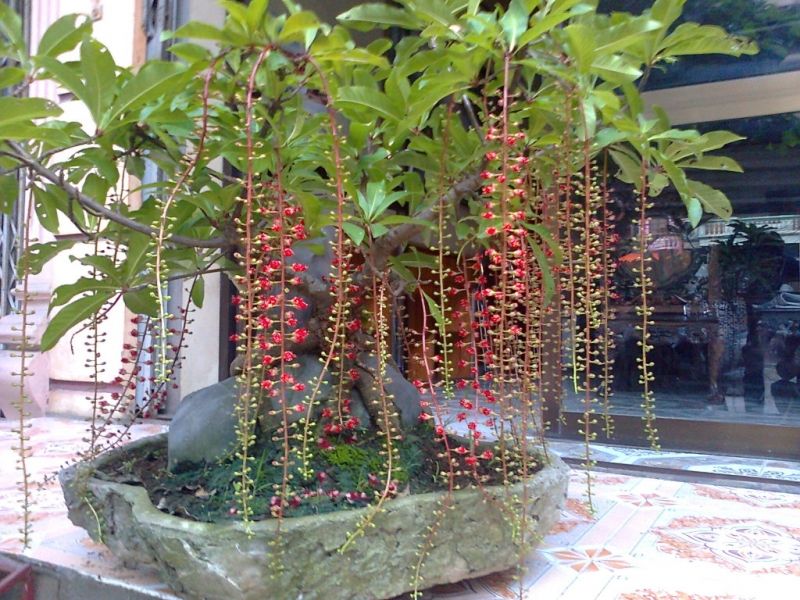 Khi hoa nở vào dịp Tết sẽ mang đến hỉ sự và may mắn cho gia đình.