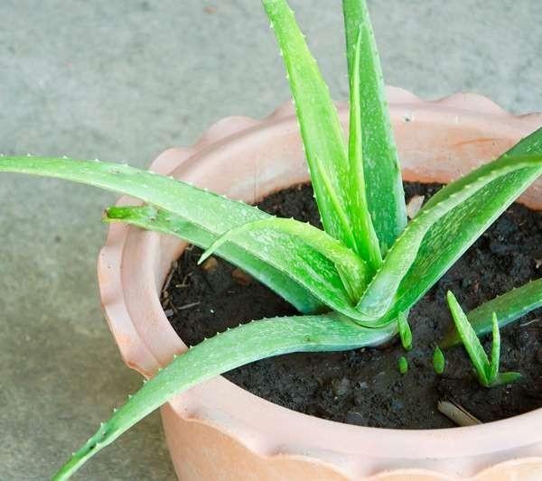 Cây nha đam giúp làm sạch không khí