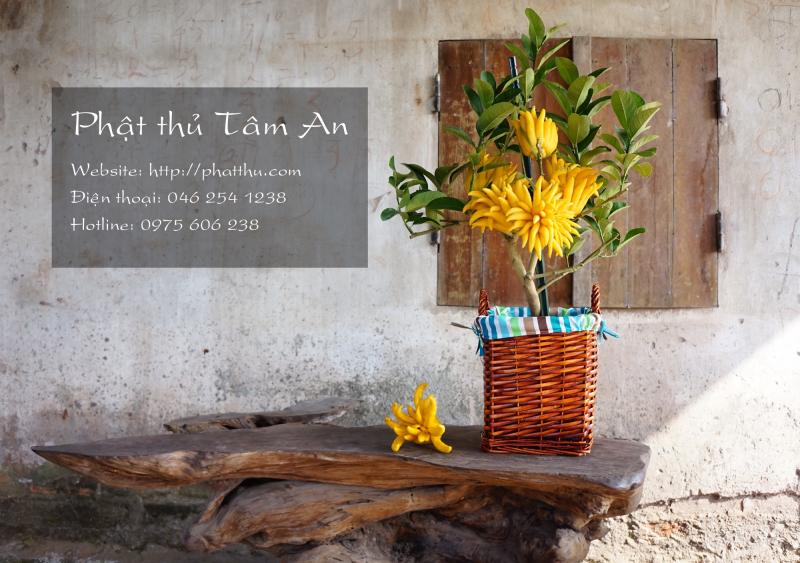 Cây Phật thủ cảnh