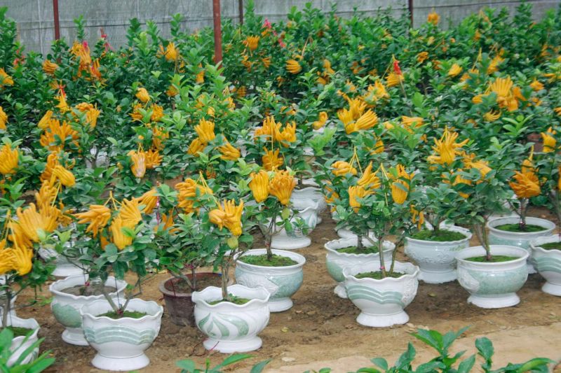 Cây Phật thủ cảnh