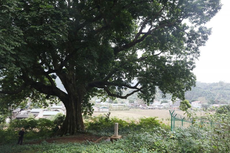 Cây Sấu 304 năm tuổi