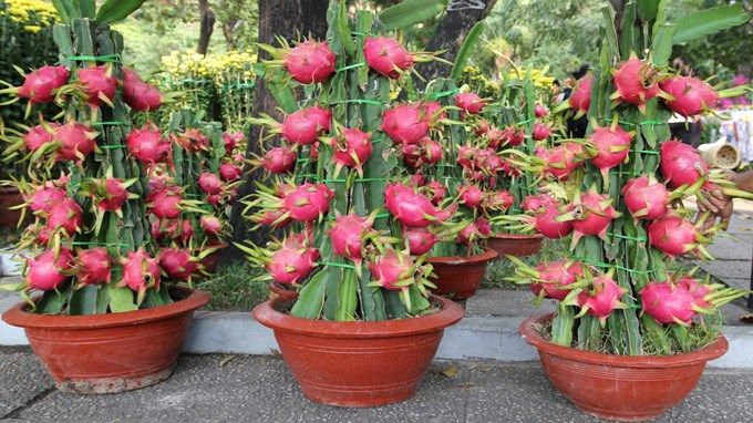 Mang lại tài lộc và thịnh vượng cho gia chủ như hình ảnh con rồng bay lượn trên bầu trời.