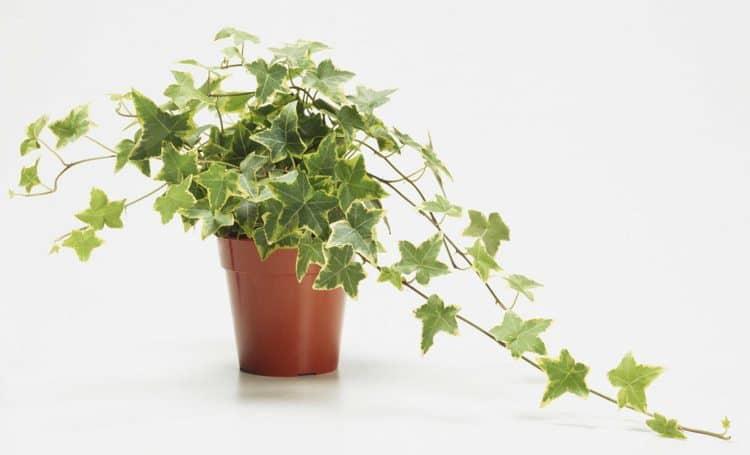 Cây thường xuân có nhiều công dụng đối với sức khỏe con người