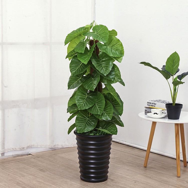 Cây trầu bà giúp thanh lọc không khí và khí độc
