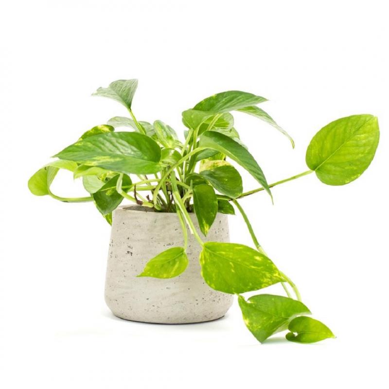 Cây trầu bà