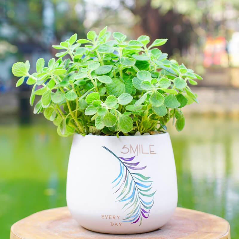 Cây nhất mạt hương