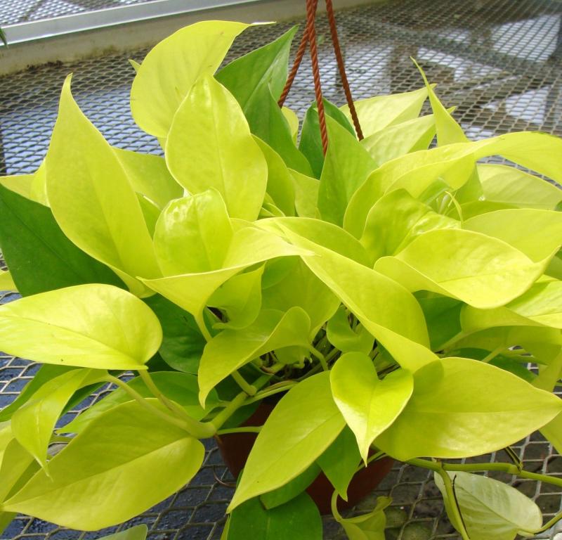 Cây trầu bà vàng