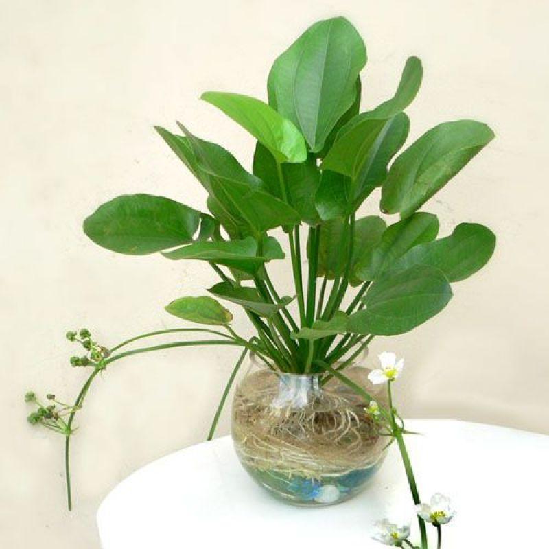Bách thuỷ tiên