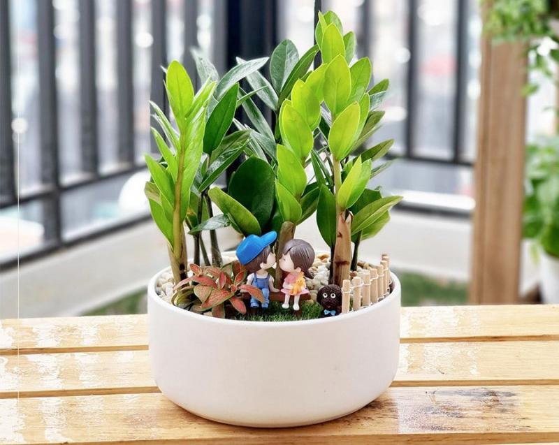 Trầu bà đế vương