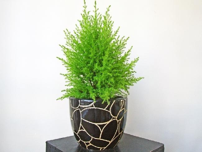 Không chỉ có tác dụng trang trí, cây tùng thơm còn có tác dụng đuổi côn trùng cực kỳ hiệu quả.