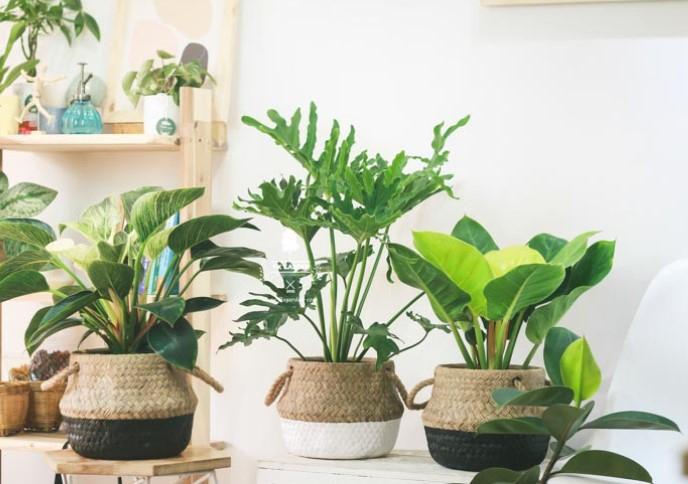 Chậu cây dễ thương