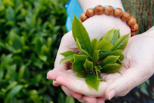 Ngâm tay vào nước chè xanh ấm có thể giúp chữa mồ hôi tay