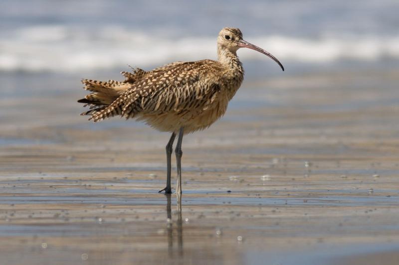 Chim Numenius Americanus