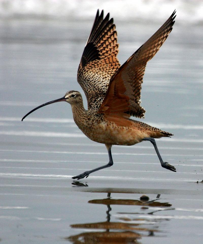 Chim Numenius Americanus