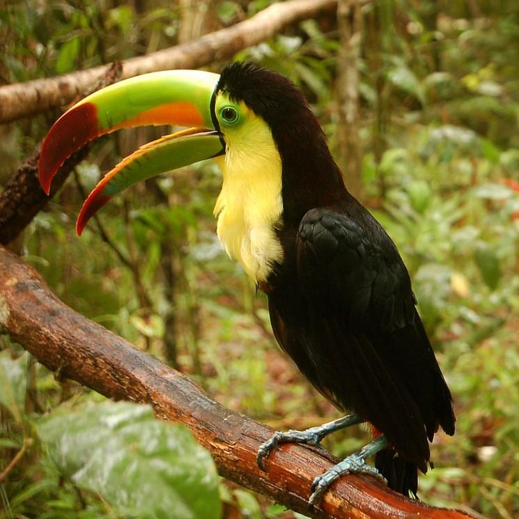 Chim Ramphastos Sulfuratus