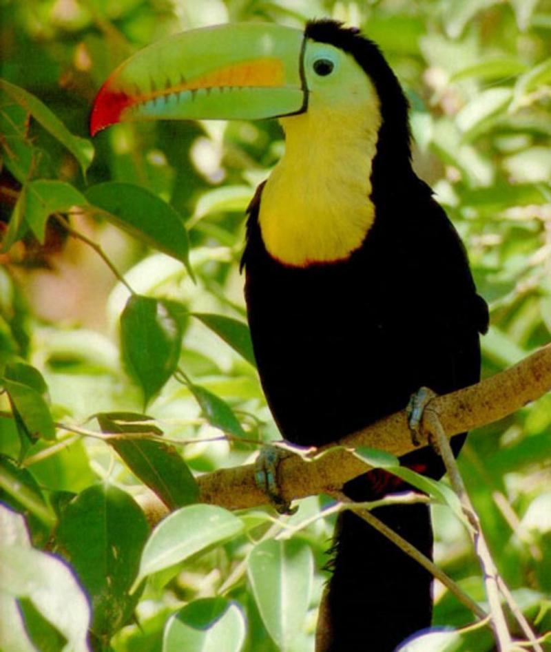 Chim Ramphastos sulfuratus