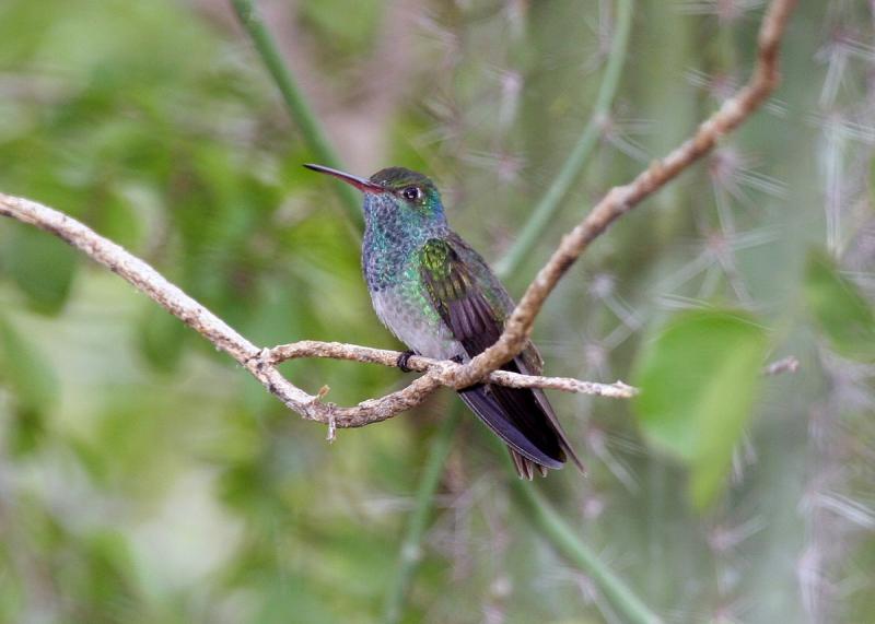 Chim ruồi Honduran Emerald
