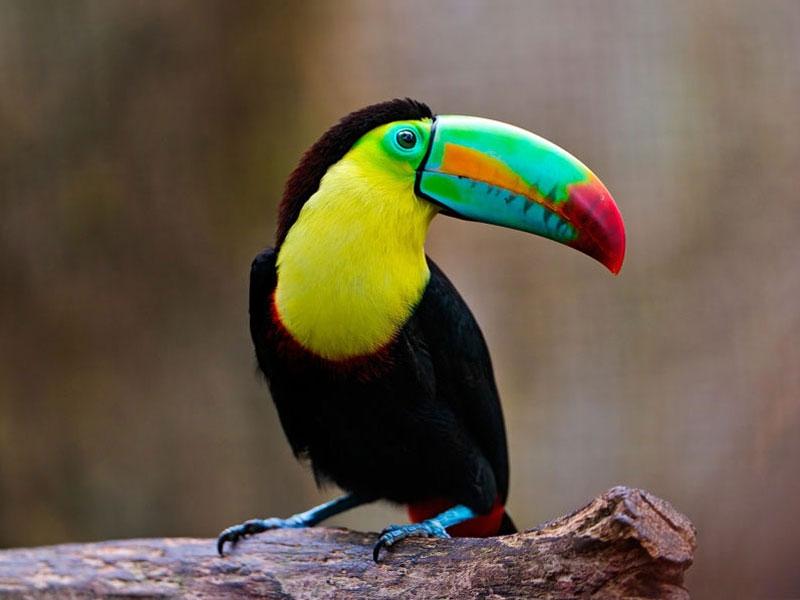 Chim Toucan mỏ thuyền