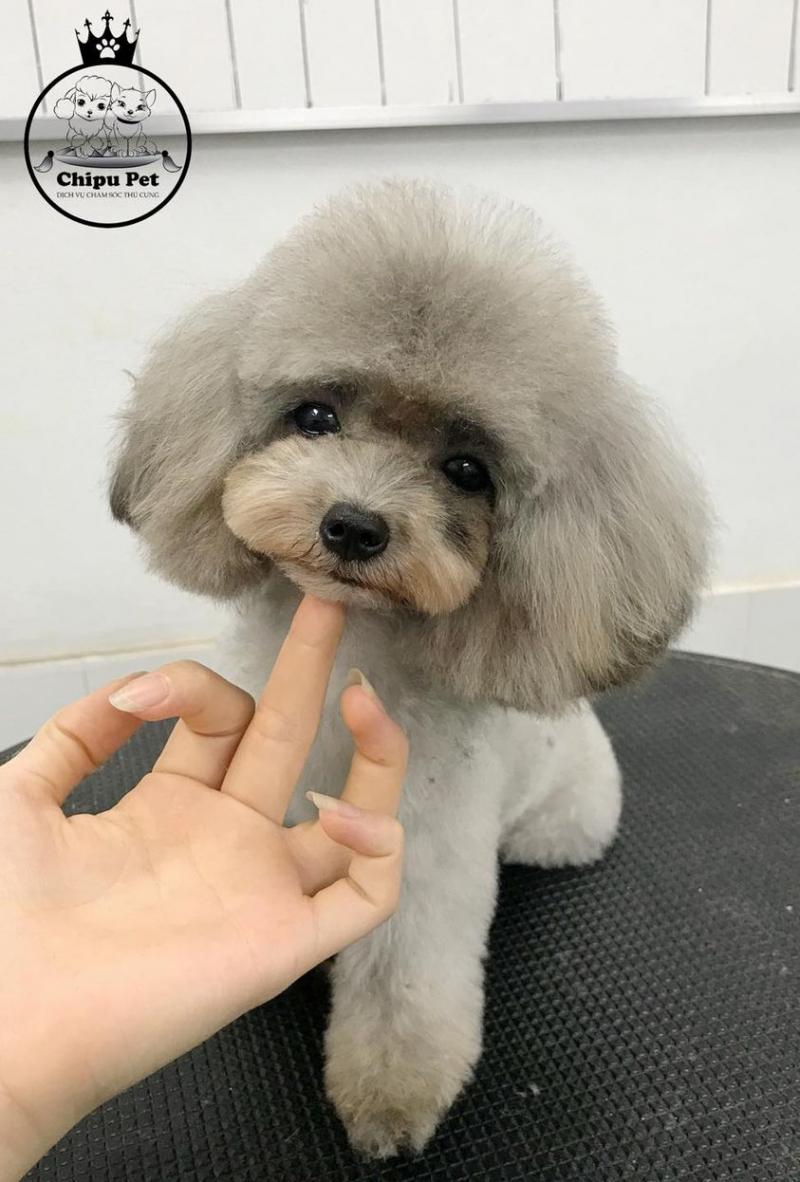 Chipu Pet