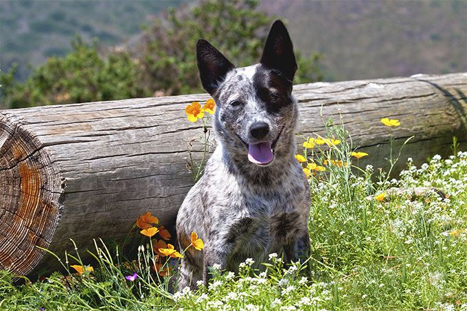 Chó Australian Cattle Dog – Chó chăn gia súc Úc