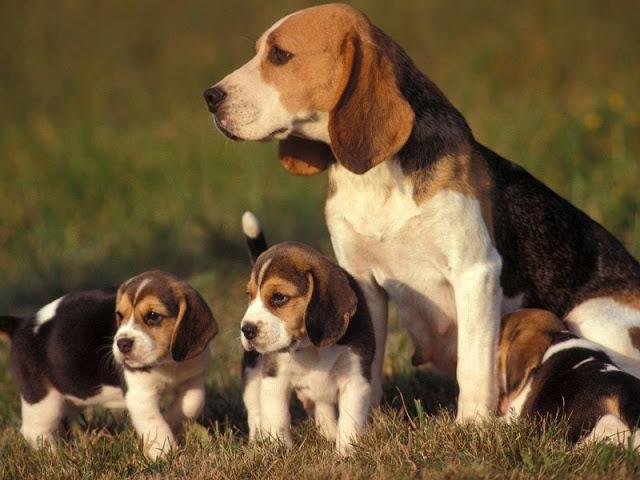 Chó Beagles