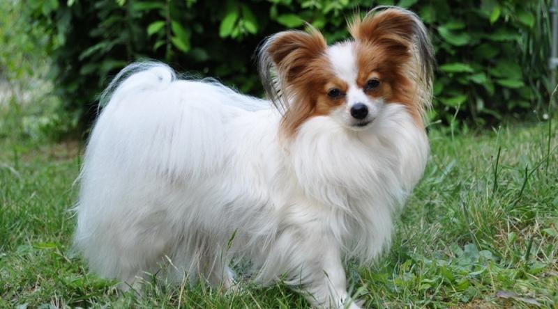 Chó bướm (Papillon) - một trong những loài chó cảnh thông minh nhất thế giới