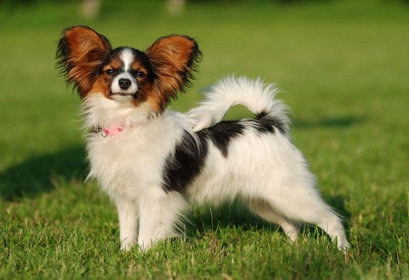 Chó bướm (Papillon) - một trong những loài chó cảnh thông minh nhất thế giới