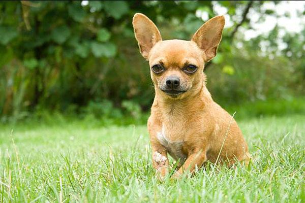 Chó Chihuahua