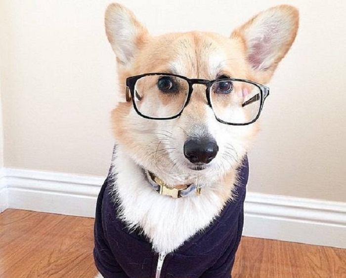 Chó có thể nhận biết màu sắc