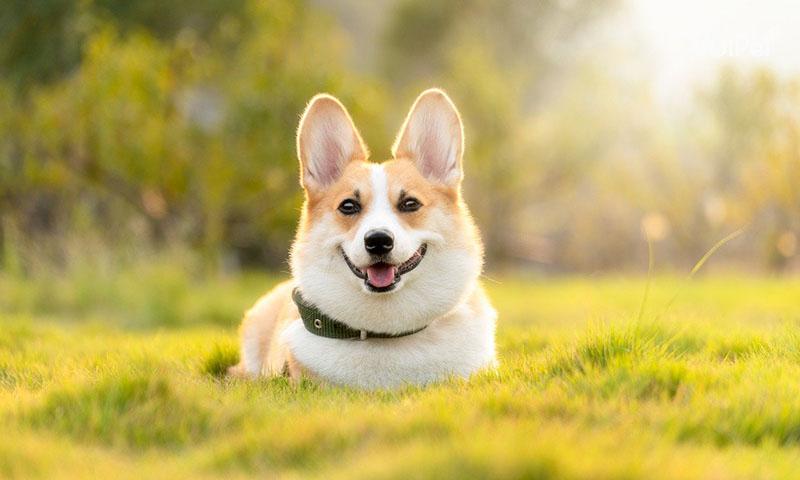 Chó Corgi
