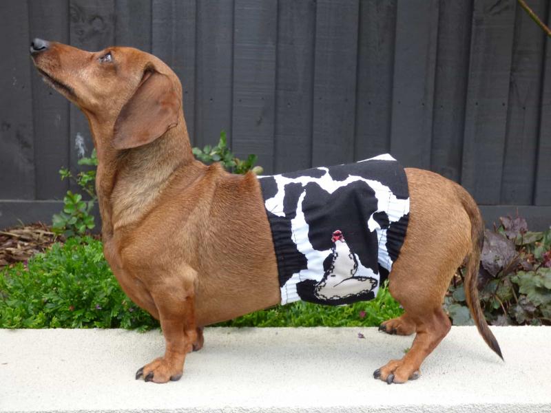 Chó Dachshund