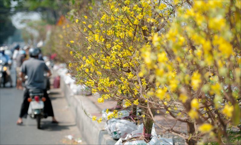 Chợ hoa Hậu Giang