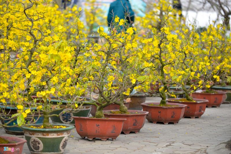 Bài văn tả cảnh chợ hoa ngày tết quê em số 3